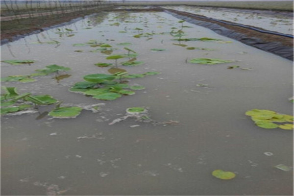 防滲膜和防水毯用于魚塘哪個(gè)更好